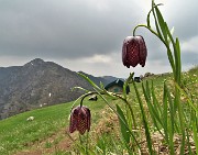 77 E reincontriamo le fritillarie  (Fritillaria meleagris) poco dopo la Baita Venturosa 